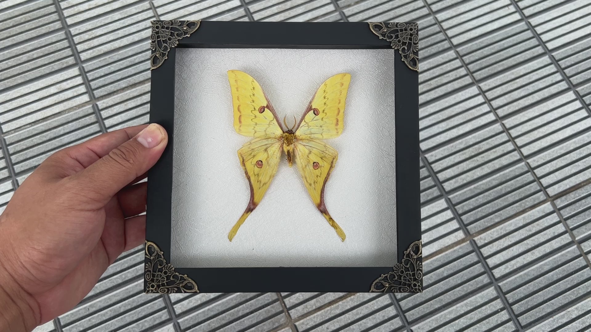 Real Yellow Moth Wooden White Frame Dried Insect Specimens Taxidermy Display K18-26-TR