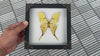 Load and play video in Gallery viewer, Real Yellow Moth Wooden White Frame Dried Insect Specimens Taxidermy Display K18-26-TR