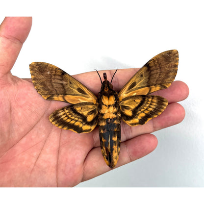 2 Real Death Head Moth Acherontia Spread Mounted Skull Moth Silence lambs Entomology Dead Insect Dried Butterfly Taxadermy Taxidermy Oddity - Vinacreations