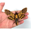 2 Real Death Head Moth Acherontia Spread Mounted Skull Moth Silence lambs Entomology Dead Insect Dried Butterfly Taxadermy Taxidermy Oddity - Vinacreations