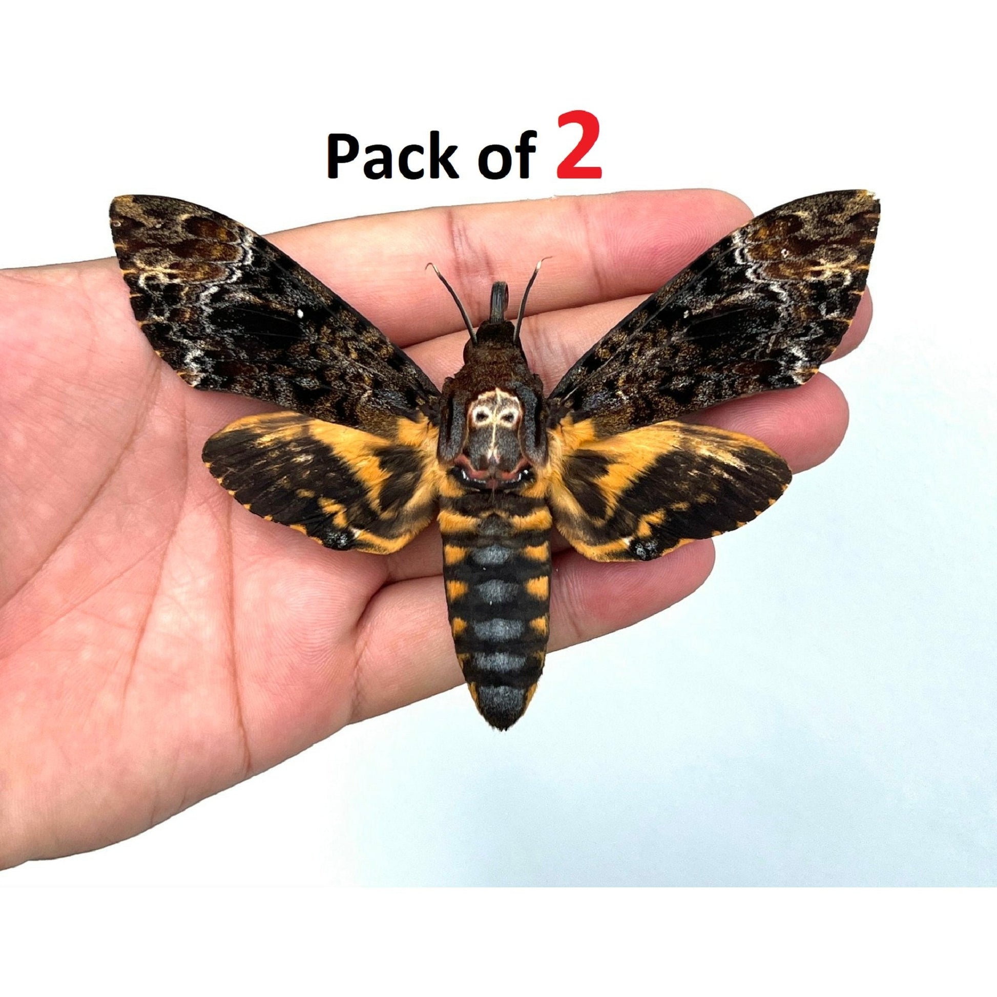 2 Real Death Head Moth Acherontia Spread Mounted Skull Moth Silence lambs Entomology Dead Insect Dried Butterfly Taxadermy Taxidermy Oddity - Vinacreations