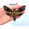 2 Real Death Head Moth Acherontia Spread Mounted Skull Moth Silence lambs Entomology Dead Insect Dried Butterfly Taxadermy Taxidermy Oddity - Vinacreations