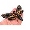 2 Real Death Head Moth Acherontia Spread Mounted Skull Moth Silence lambs Entomology Dead Insect Dried Butterfly Taxadermy Taxidermy Oddity - Vinacreations