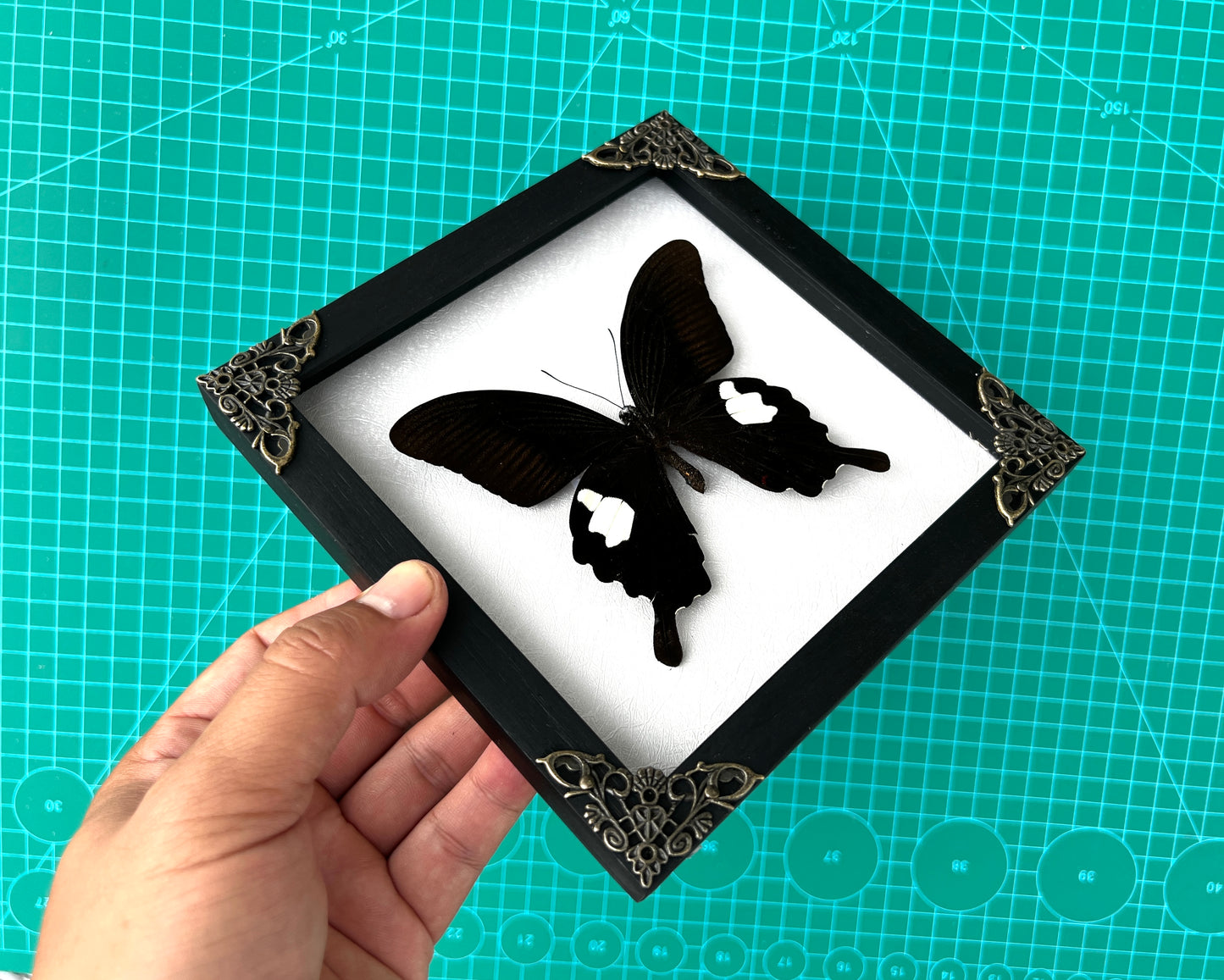 Real Framed Butterfly Moth Dead Insect Shadow Box Specimens K16-16-TR