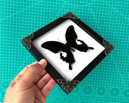 Real Framed Butterfly Moth Dead Insect Shadow Box Specimens K16-16-TR