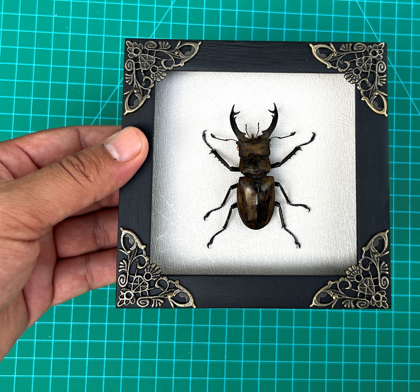 Real Framed Lucanas Beetle Bee White Shadow Box Specimen Oddities K12-57-TR