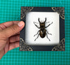 Real Framed Lucanas Beetle Bee White Shadow Box Specimen Oddities Taxidermy K12-57-TR