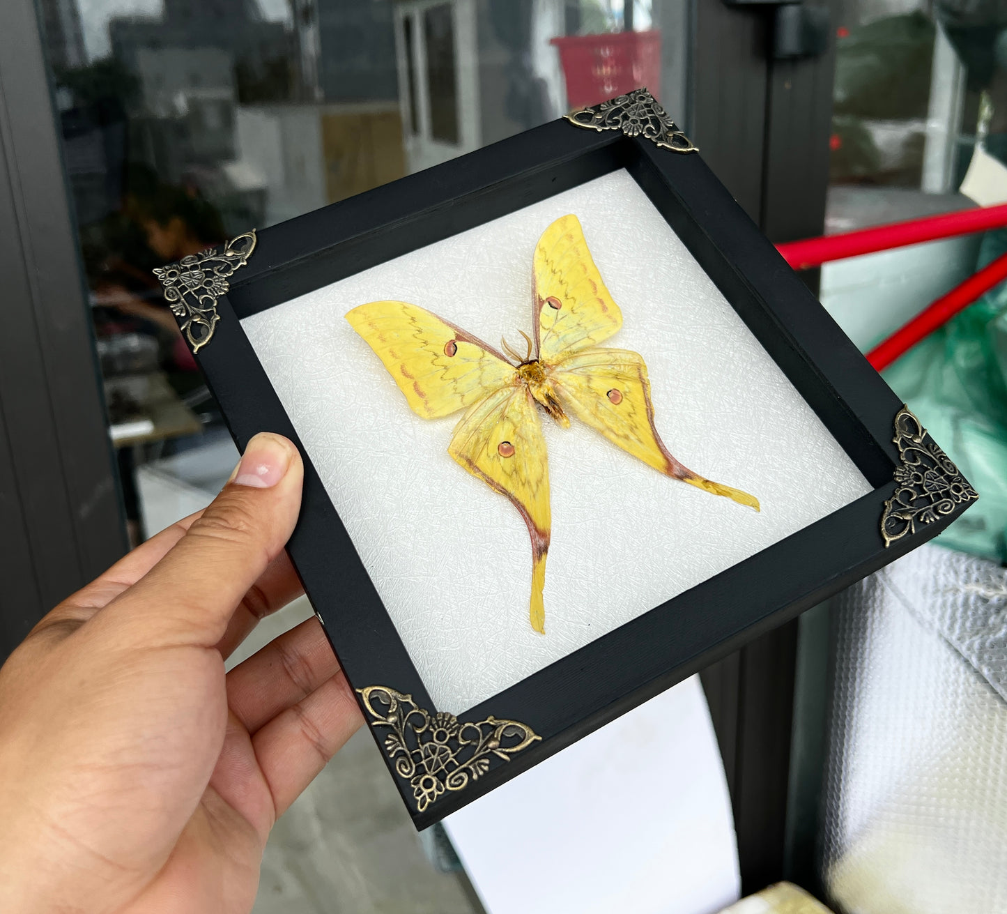 Real Yellow Moth Wooden White Frame Dried Insect Specimens Display K18-26-TR