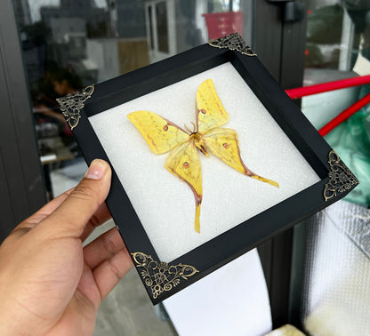 Real Yellow Moth Wooden White Frame Dried Insect Specimens Display K18-26-TR