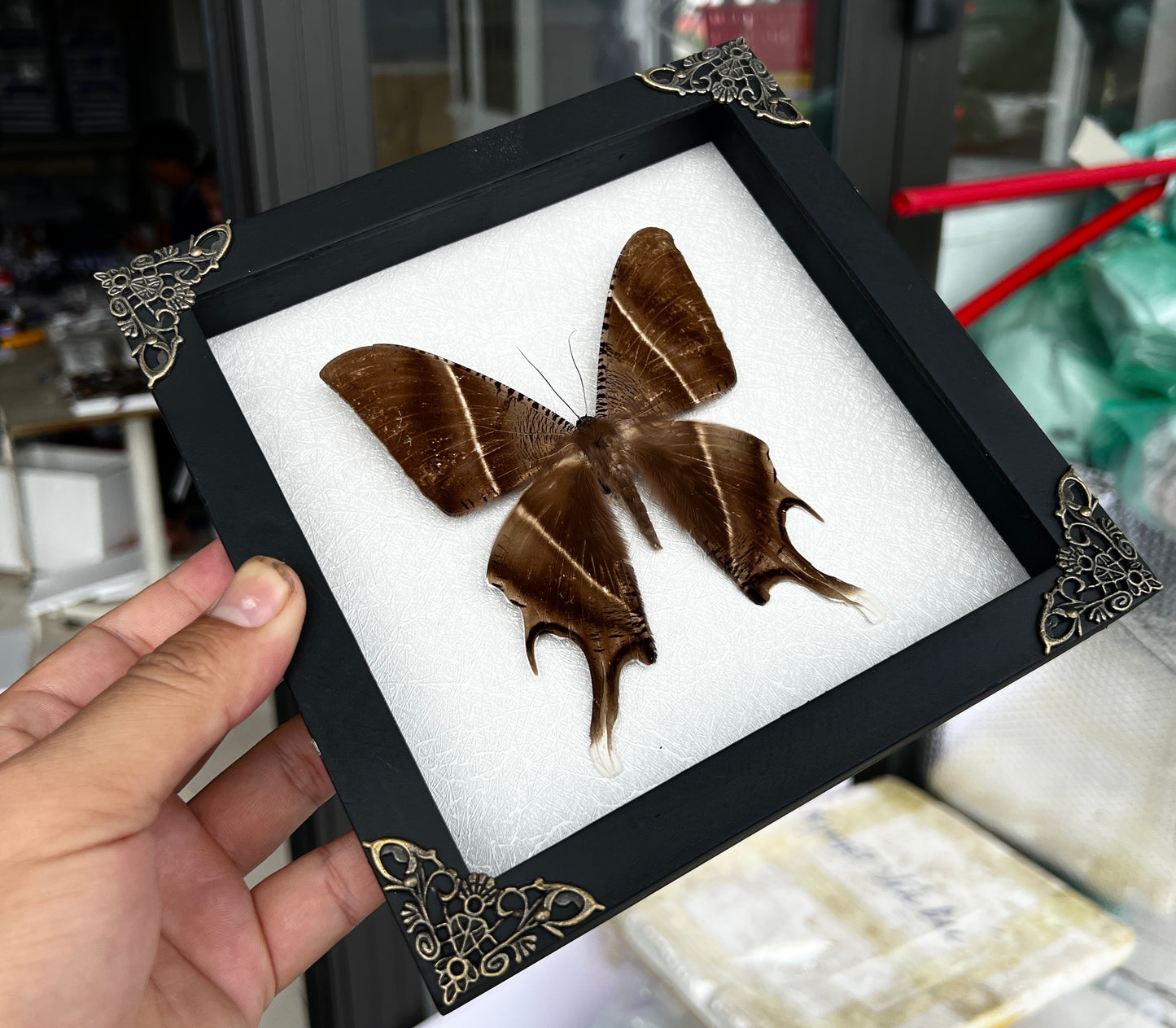 Real Tropical Swallowtail Moth Wooden White Frame Dried Insect Specimens K18-24-TR