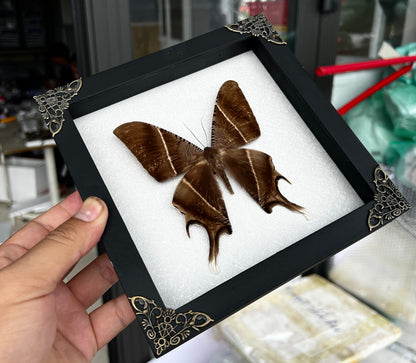 Real Tropical Swallowtail Moth Wooden White Frame Dried Insect Specimens K18-24-TR