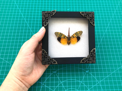 Real Framed Yellow Lanternfly Beetle White Wooden Specimen Oddities K12-55-TR
