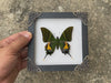 Load and play video in Gallery viewer, Real Green Butterfly Wooden White Frame Dried Insect Specimens Taxidermy K14-20-TR