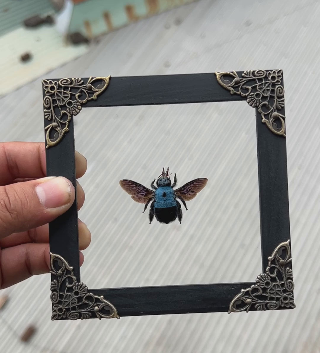 Real Framed Blue Carpenter Bee Glass Wooden Specimen Oddities Taxidermy K12-61-KINH