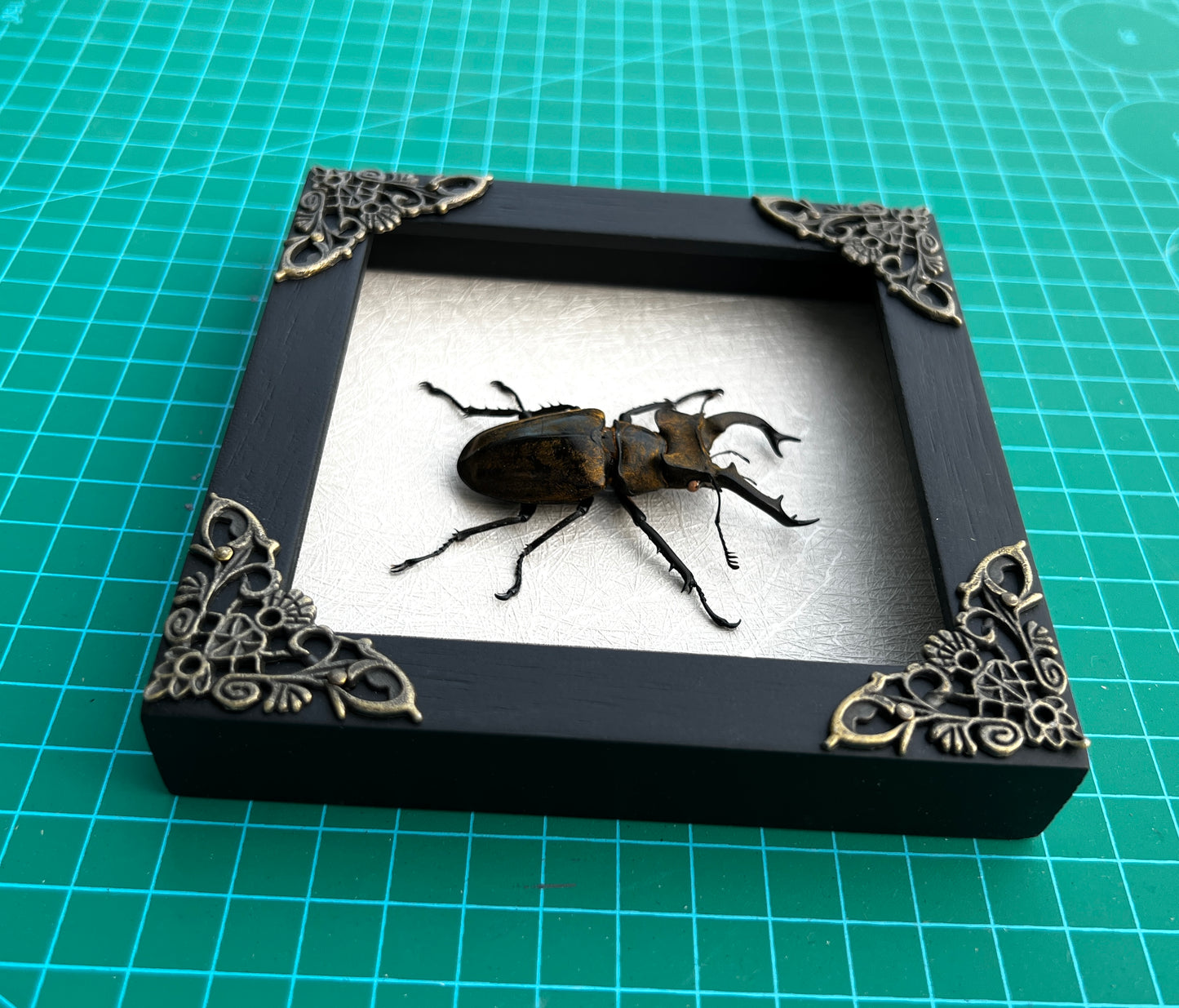 Real Framed Lucanas Beetle Bee White Shadow Box Specimen Oddities K12-57-TR