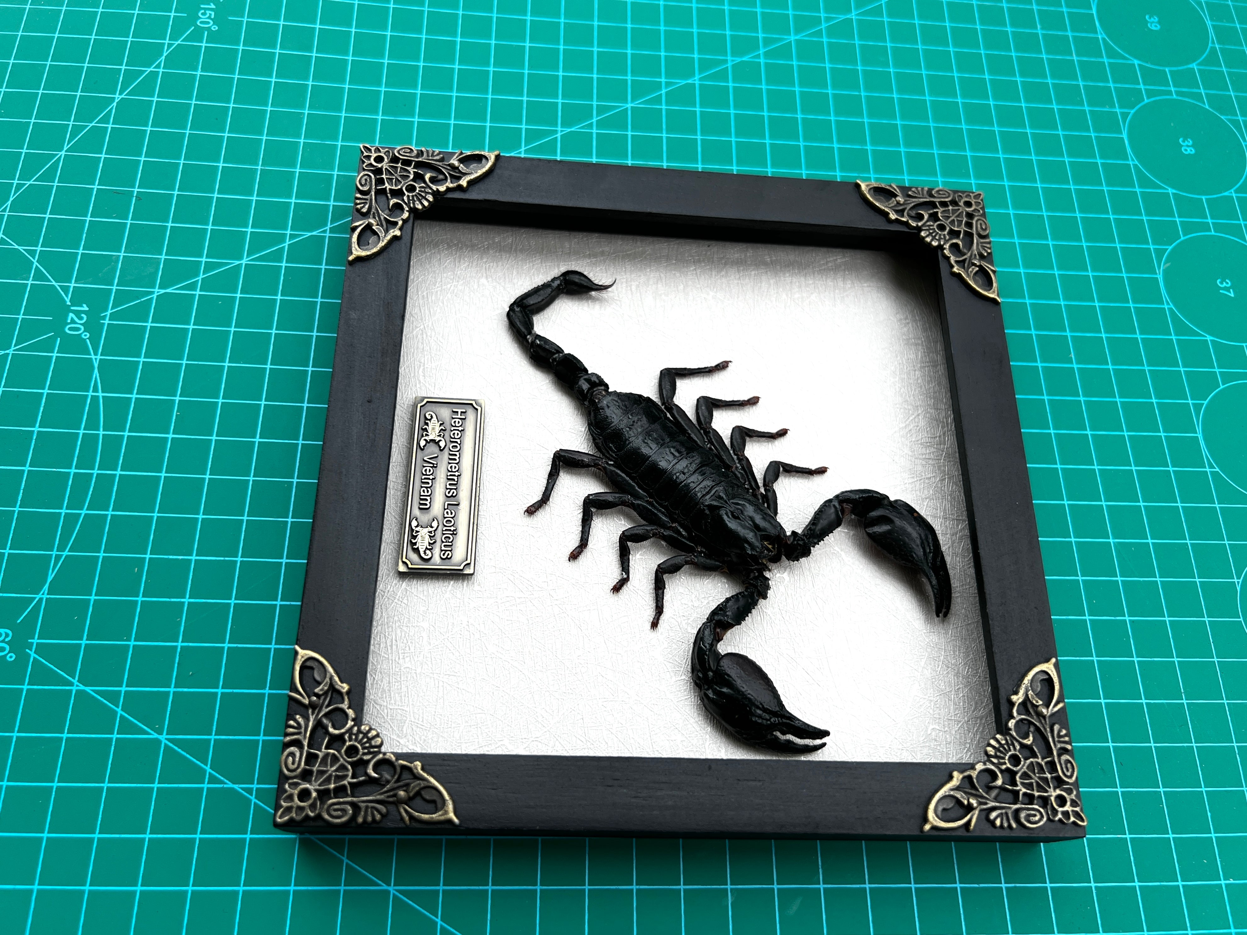 Scorpion Real Wooden Framed Dried Insect Taxidermy Bug K16-51-TR