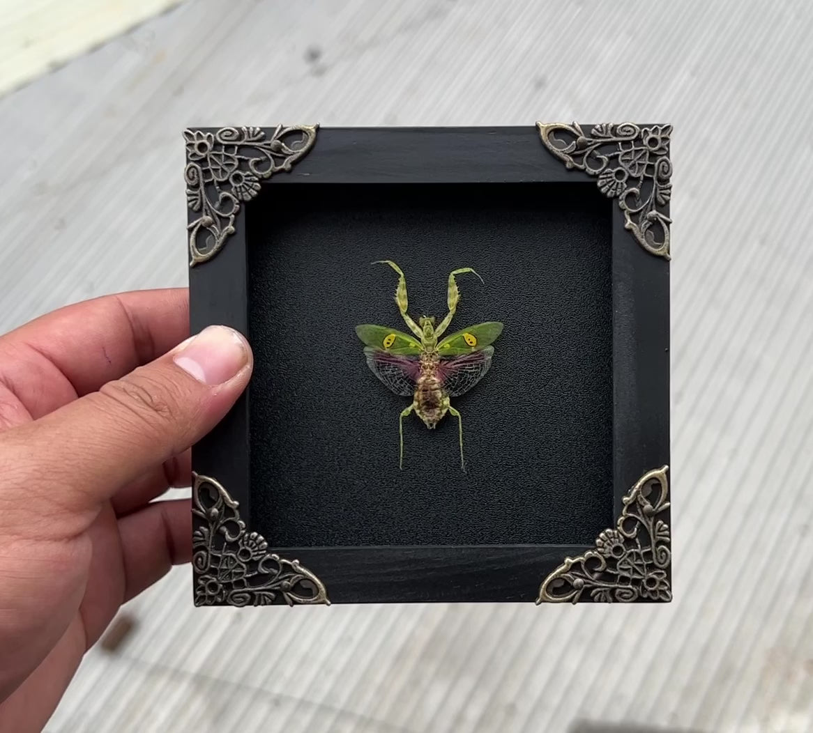 Real Framed Mantis Creobroter Black Wooden Specimen Oddities Taxidermy K12-62-DE