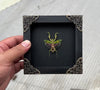 Load and play video in Gallery viewer, Real Framed Mantis Creobroter Black Wooden Specimen Oddities Taxidermy K12-62-DE