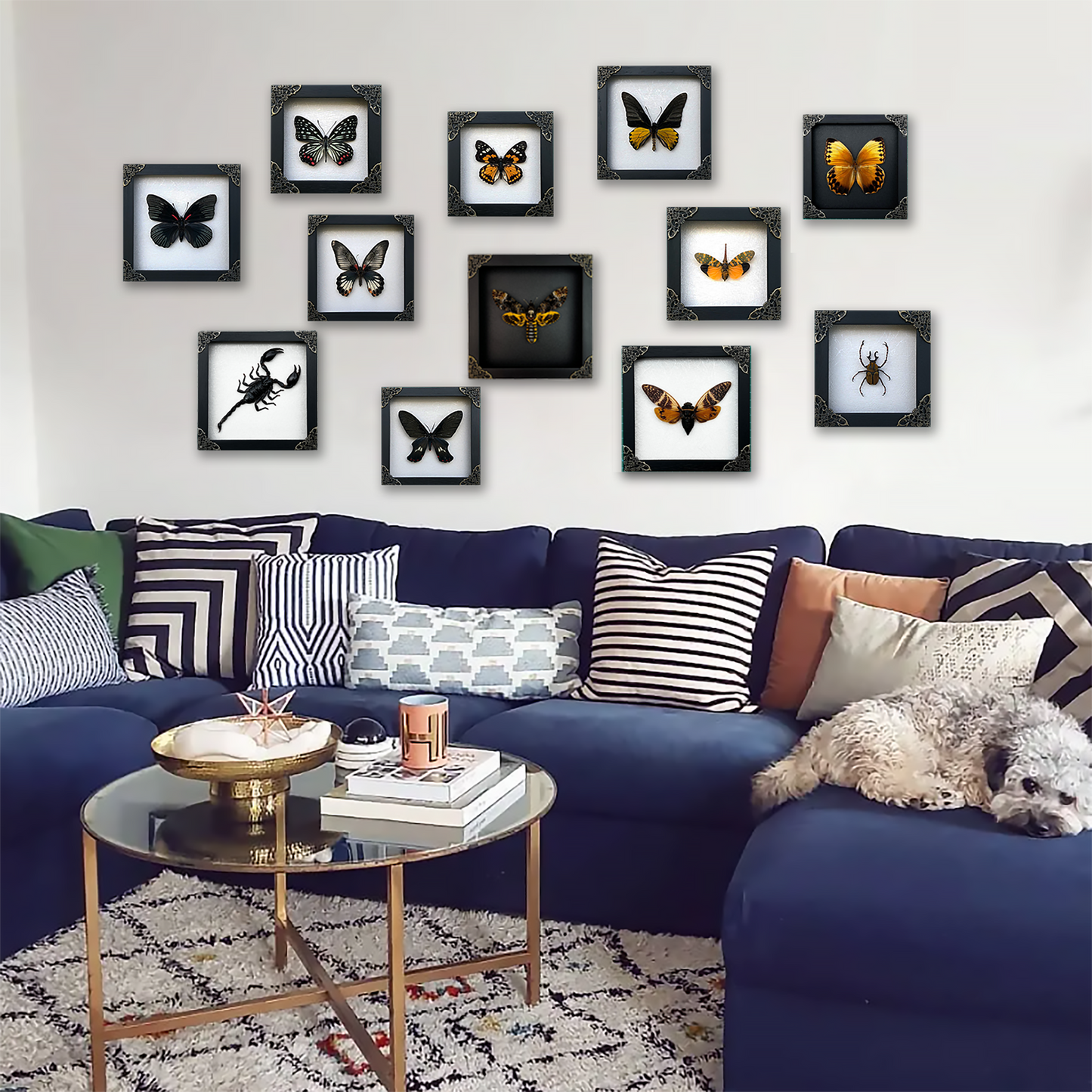 Real Butterfly Black Rhombus Frame Dried Insect Specimens K16-02-NEM
