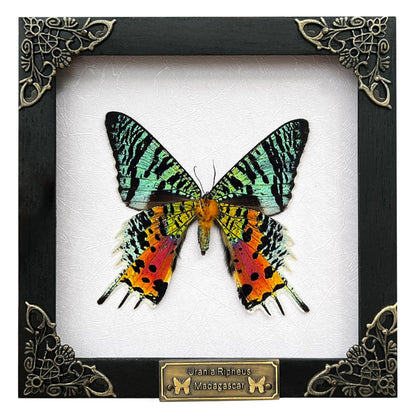 Real White Framed Sunset Moth Butterfly Handmade Shadow Box K14-29-TR
