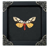 Real Framed Areas Galactina Moth Insect Black Shadow Box K12-14-DE