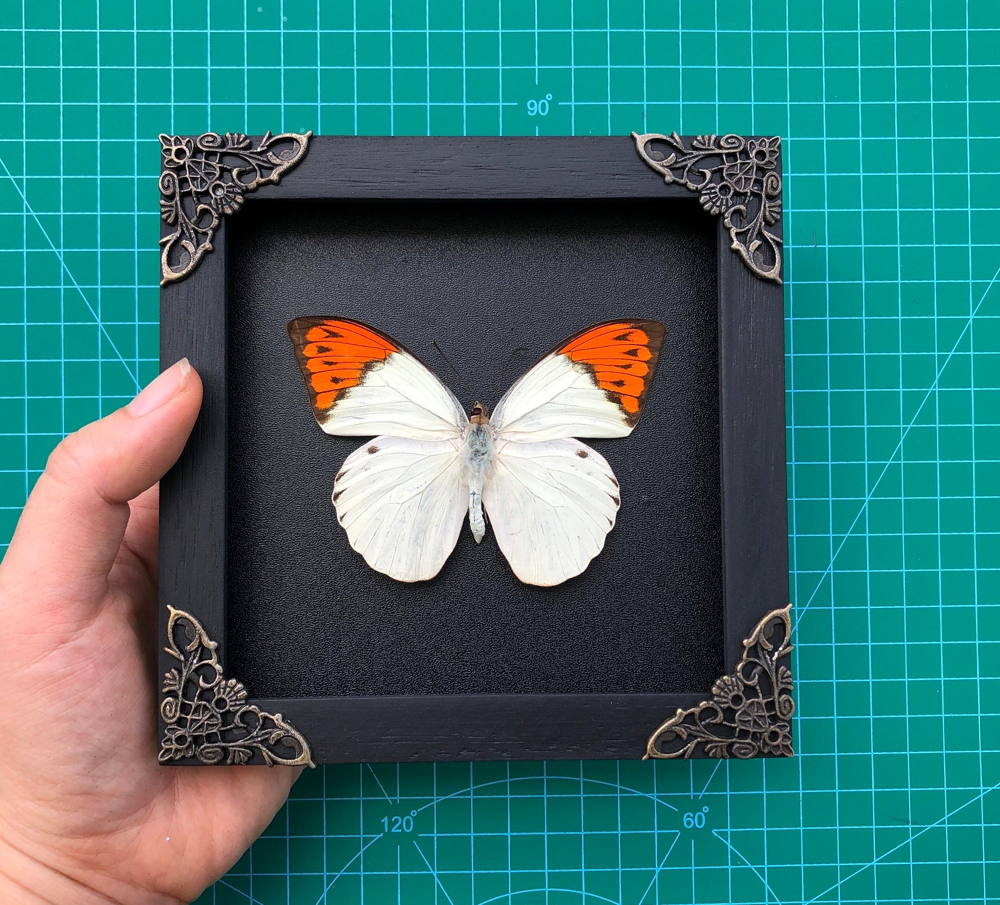 Real Butterfly Hebomoia Glaucippe Wooden Frame Dried Insect Specimens Taxidermy K14-08-DE