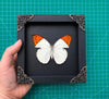 Real Butterfly Hebomoia Glaucippe Wooden Frame Dried Insect Specimens Taxidermy K14-08-DE