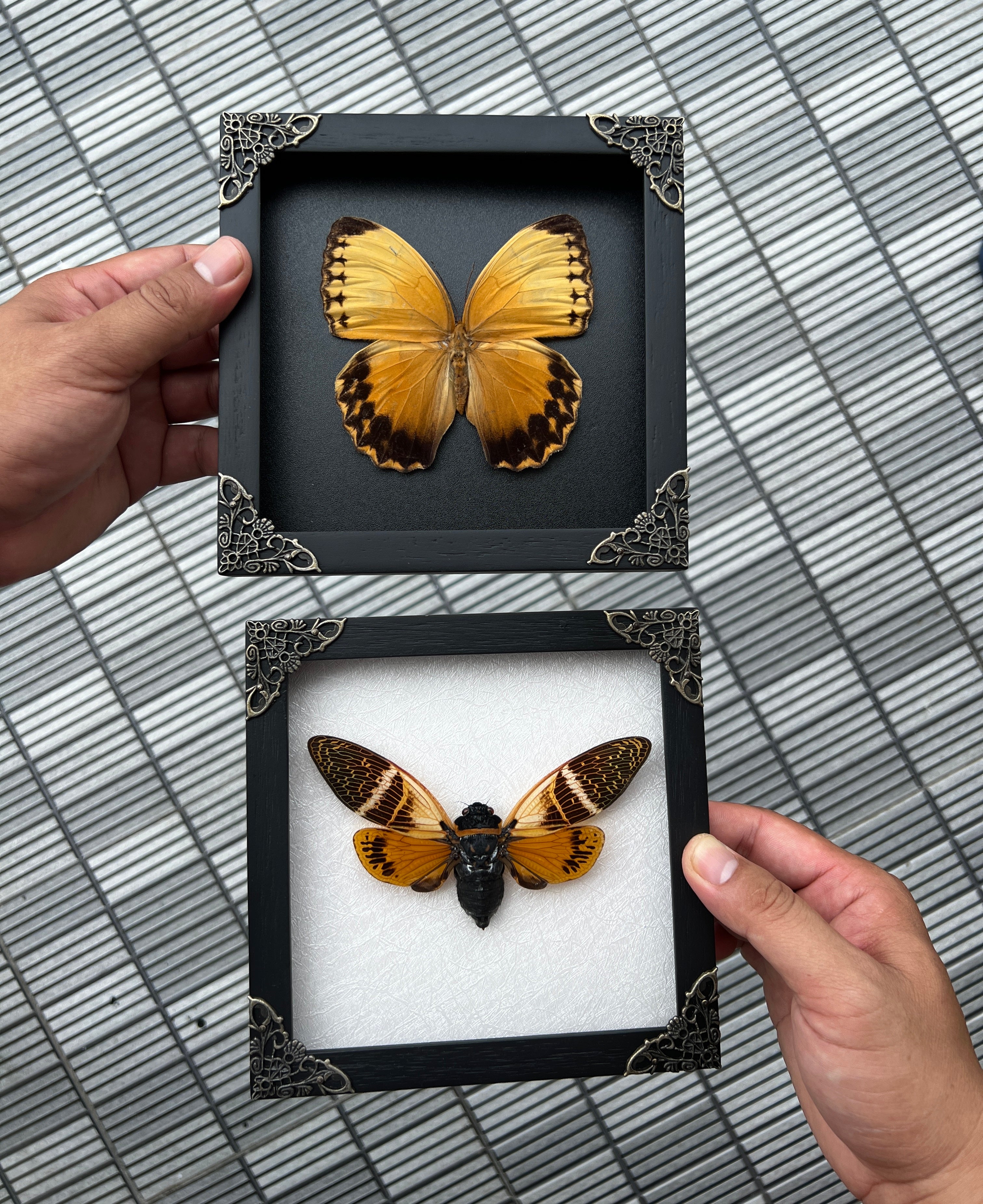 Pack of 2 Real Butterfly and Cicada Beetle Wooden Frame | Handmade Shadow Box Insect Oddity Taxidermy