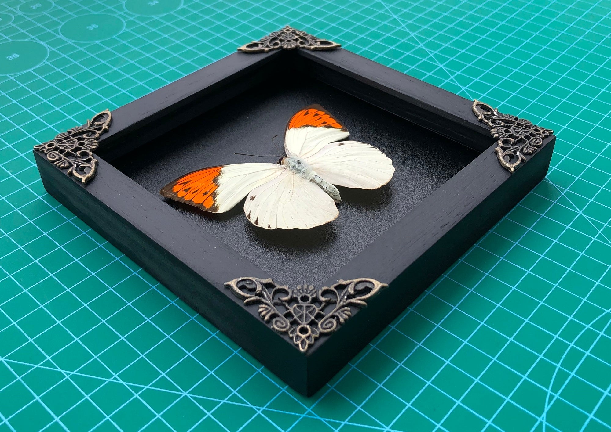 Real Butterfly Hebomoia Glaucippe Wooden Frame Dried Insect Specimens Taxidermy K14-08-DE