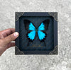 Real Framed Blue Swallowtail Butterfly Handmade Rhombus Frame Shadow Box Dried Insect Lover Taxidermy Specimen Display Tabletop Wall Artwork K16-28-NEM