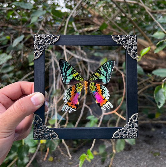 Real Glass Framed Sunset Moth Butterfly 3D Floating Shadow Box K14-29-KINH