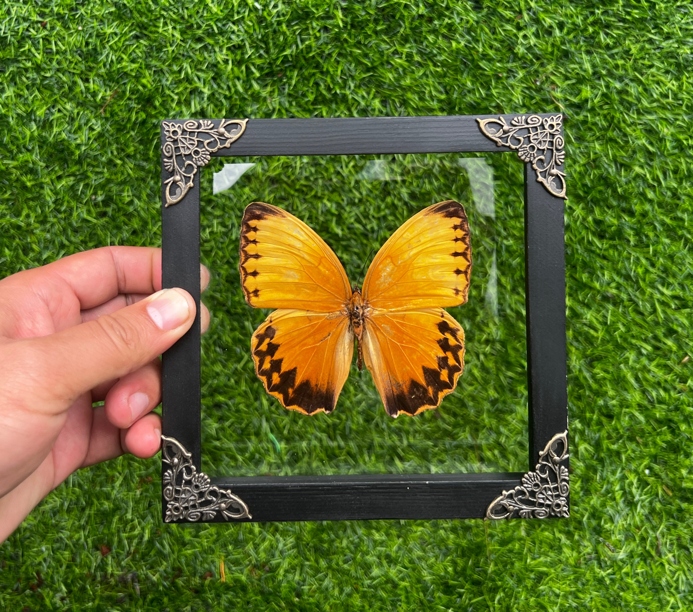 Real Butterfly Stichopthalma Glass Frame 3D Floating Shadow Box K16-02-KINH