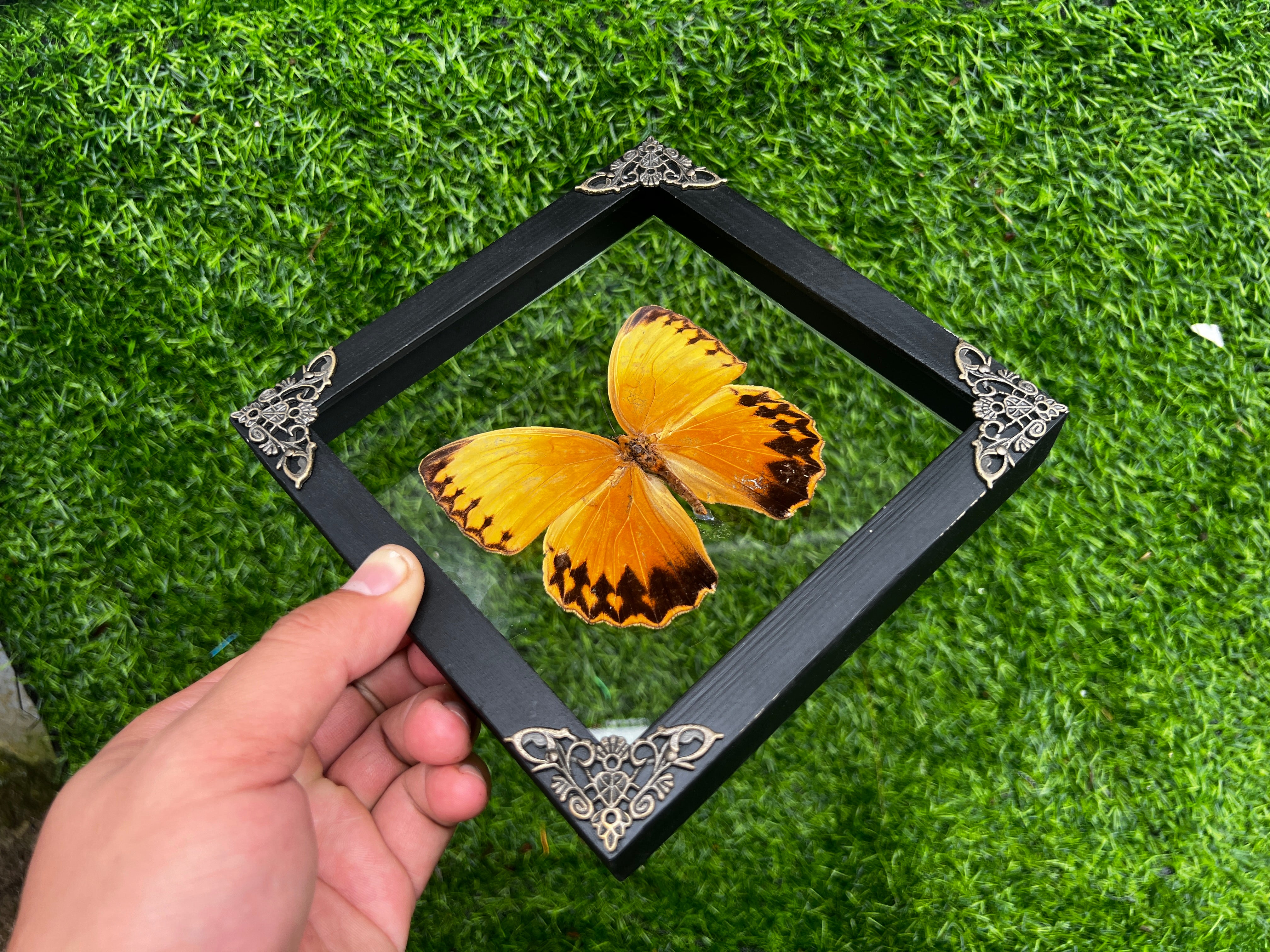 Real Butterfly Stichopthalma Glass Frame 3D Floating Shadow Box K16-02-KINH