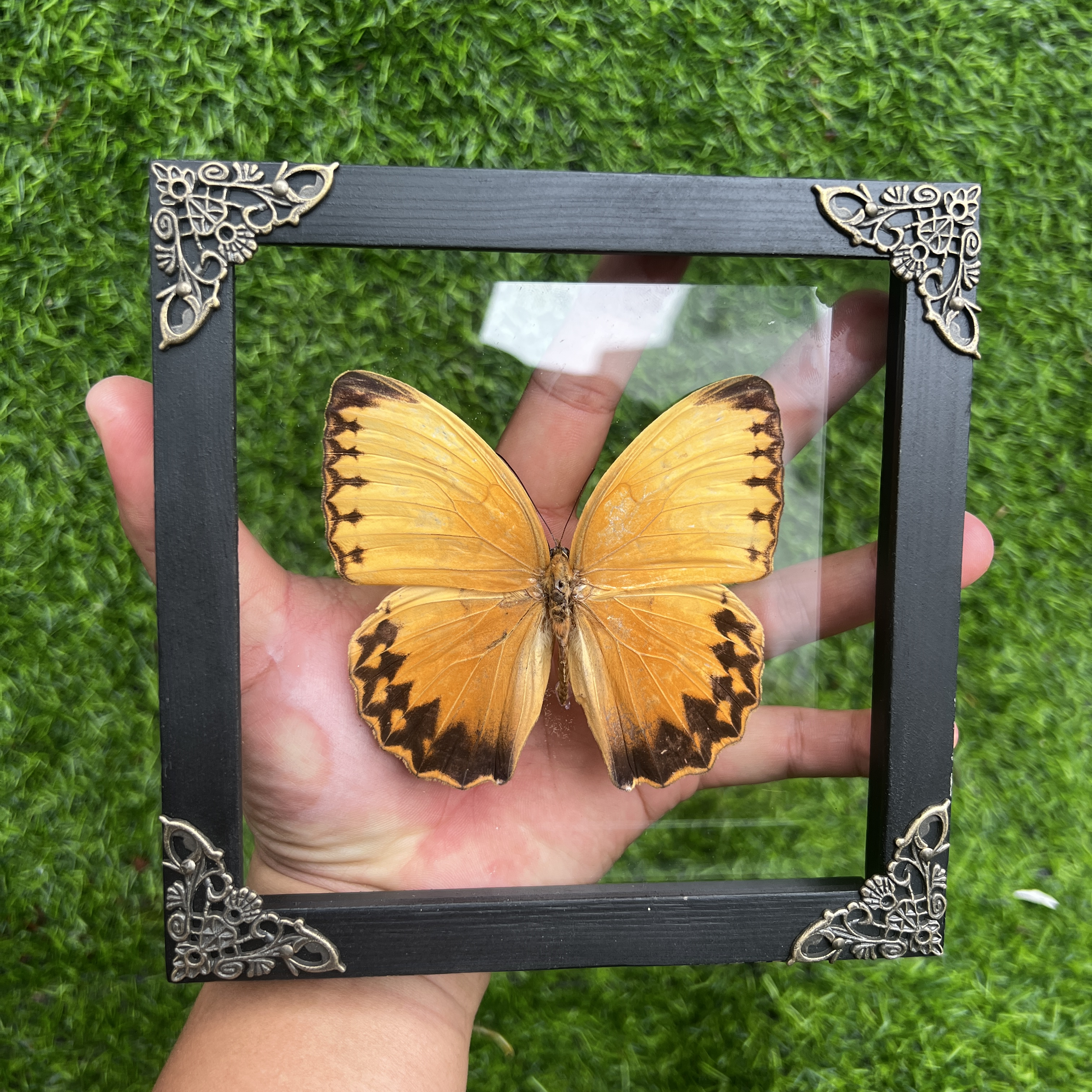 Real Butterfly Stichopthalma Glass Frame 3D Floating Shadow Box K16-02-KINH