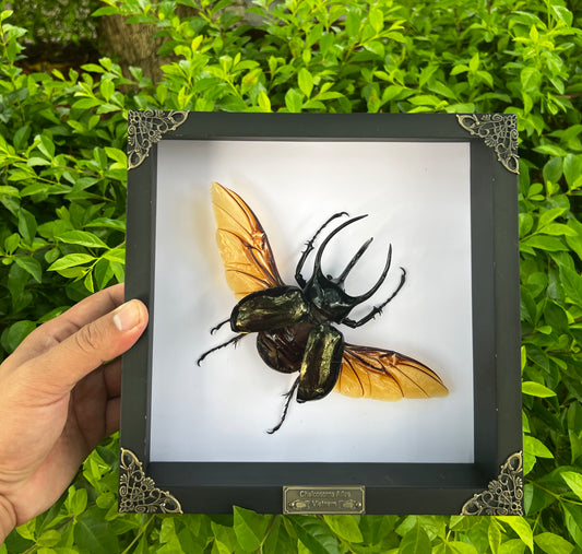 Real Framed Giant Atlas Beetle White Shadow Box Specimen Oddities Tabletop Home Decor K22-67-TR
