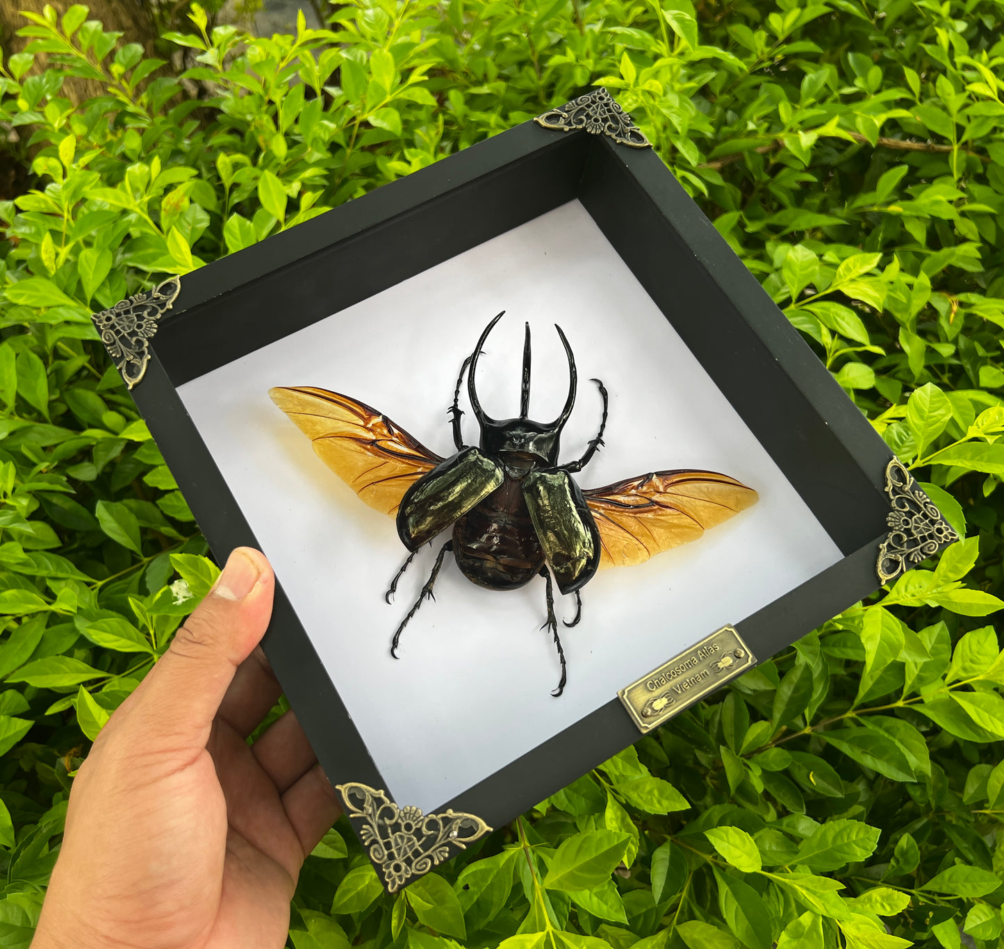 Real Framed Giant Atlas Beetle White Shadow Box Specimen Oddities Tabletop Home Decor K22-67-TR