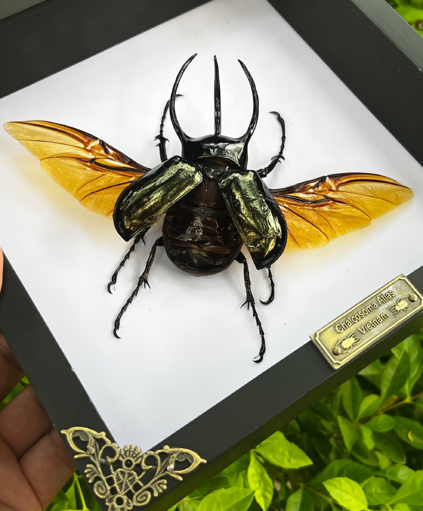 Real Framed Giant Atlas Beetle White Shadow Box Specimen Oddities Tabletop Home Decor K22-67-TR