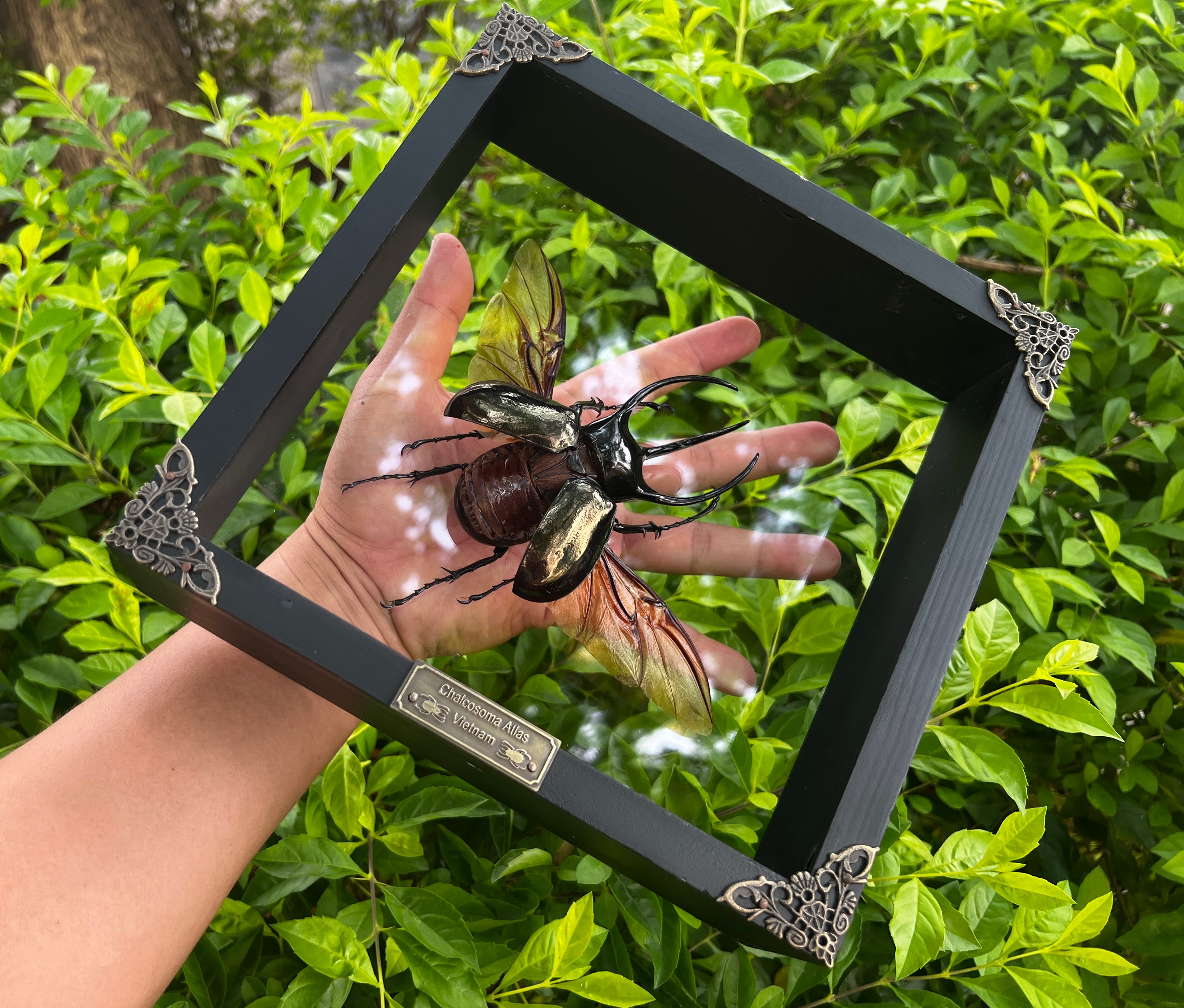 Real Framed Giant Atlas Beetle Glass Shadow Box Specimen Oddities Taxidermy Tabletop Home Decor K22-67-KINH