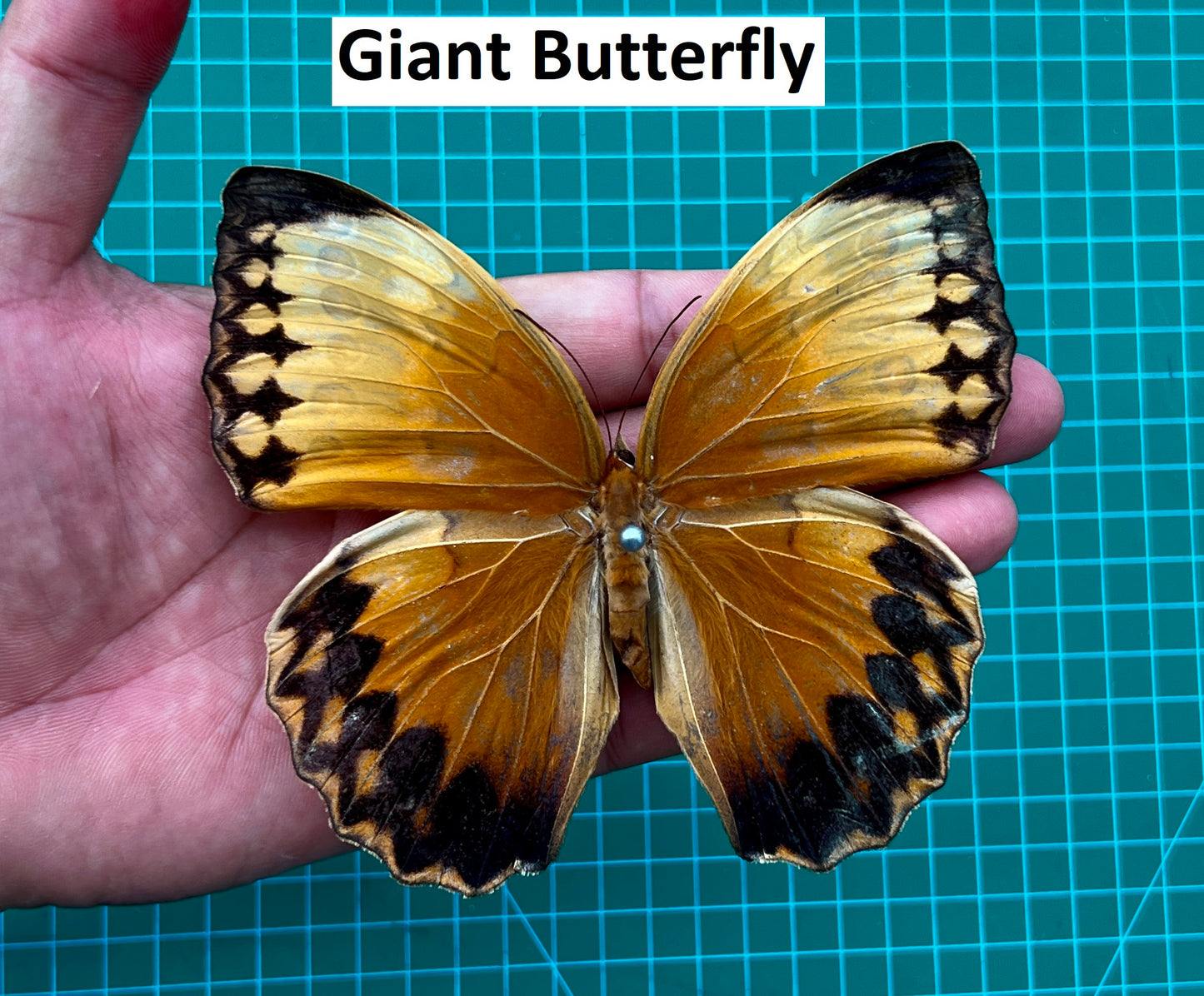 Real Butterfly Stichopthalma Wooden Frame Dried Insect Specimens K16-02-DE