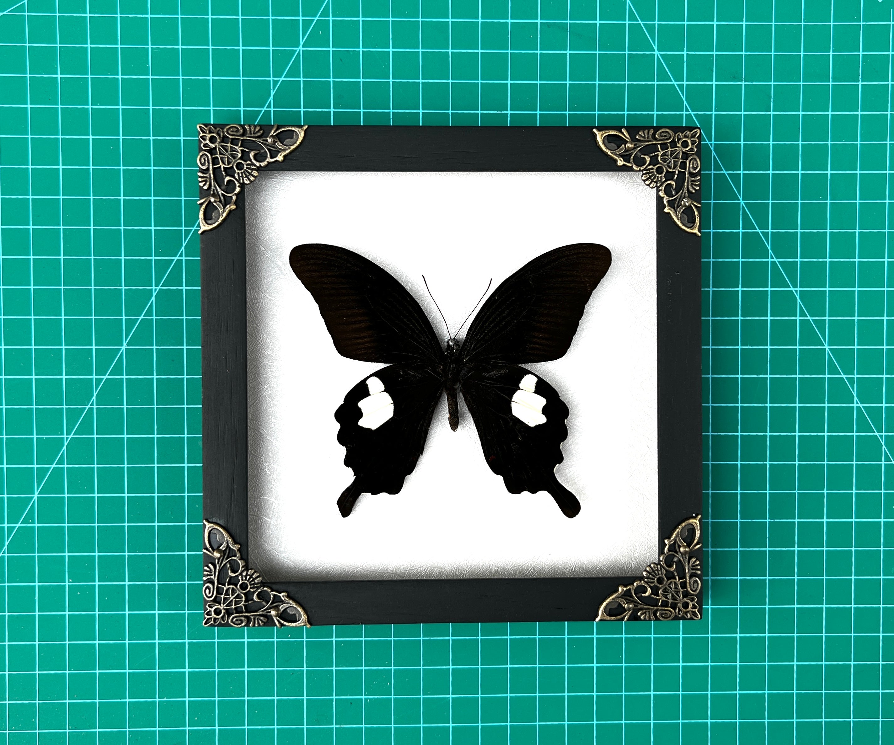 Real Framed Butterfly Moth Dead Insect Shadow Box Taxidermy Specimens K16-16-TR