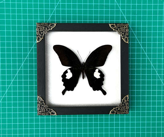 Real Framed Butterfly Moth Dead Insect Shadow Box Specimens K16-16-TR