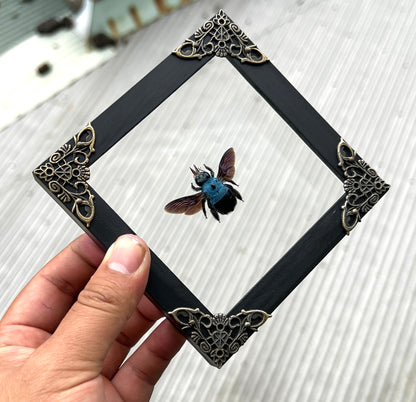 Real Framed Blue Carpenter Bee Glass Wooden Specimen Oddities K12-61-KINH