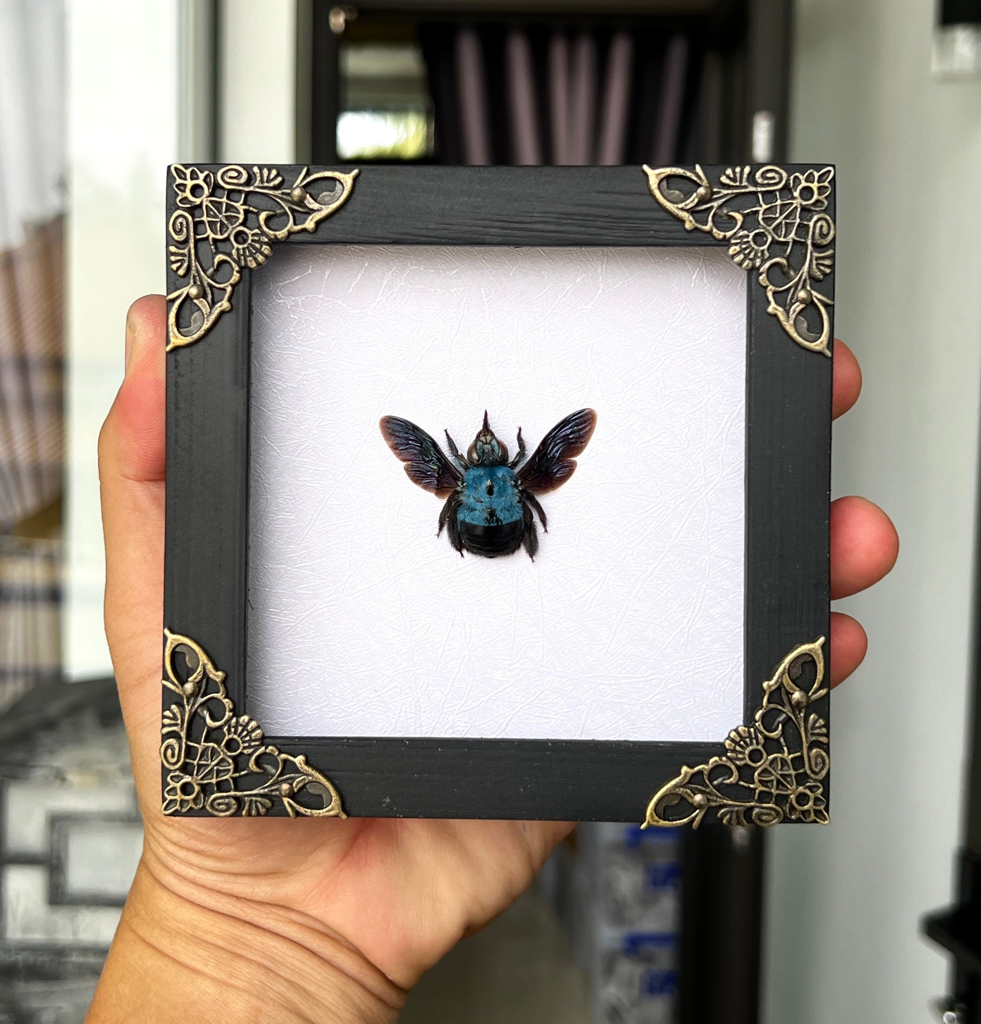 Real Framed Blue Carpenter Bee White Wooden Specimen Oddities Taxidermy K12-61-TR