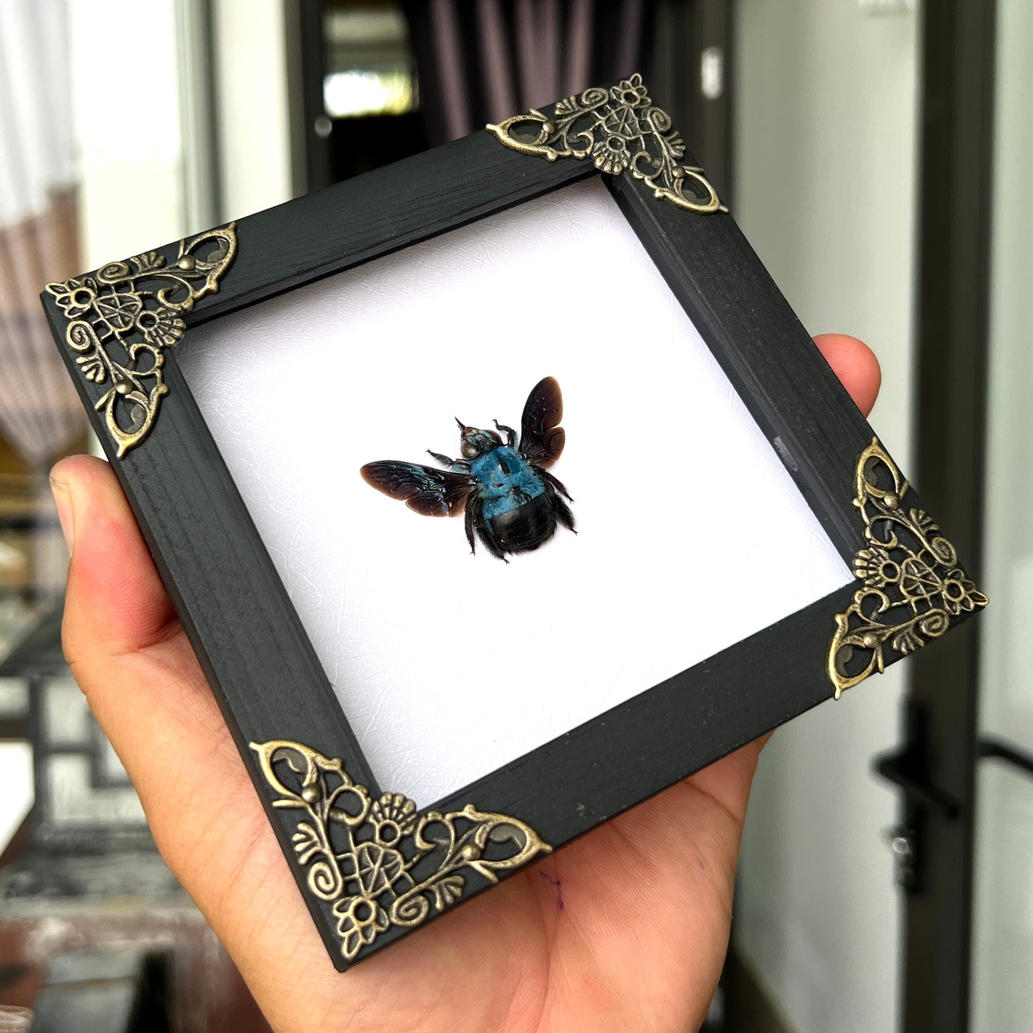Real Framed Blue Carpenter Bee White Wooden Specimen Oddities K12-61-TR
