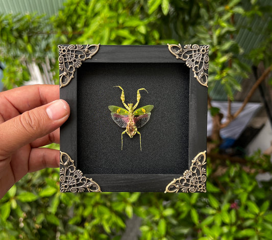 Real Framed Mantis Creobroter Black Wooden Specimen Oddities K12-62-DE