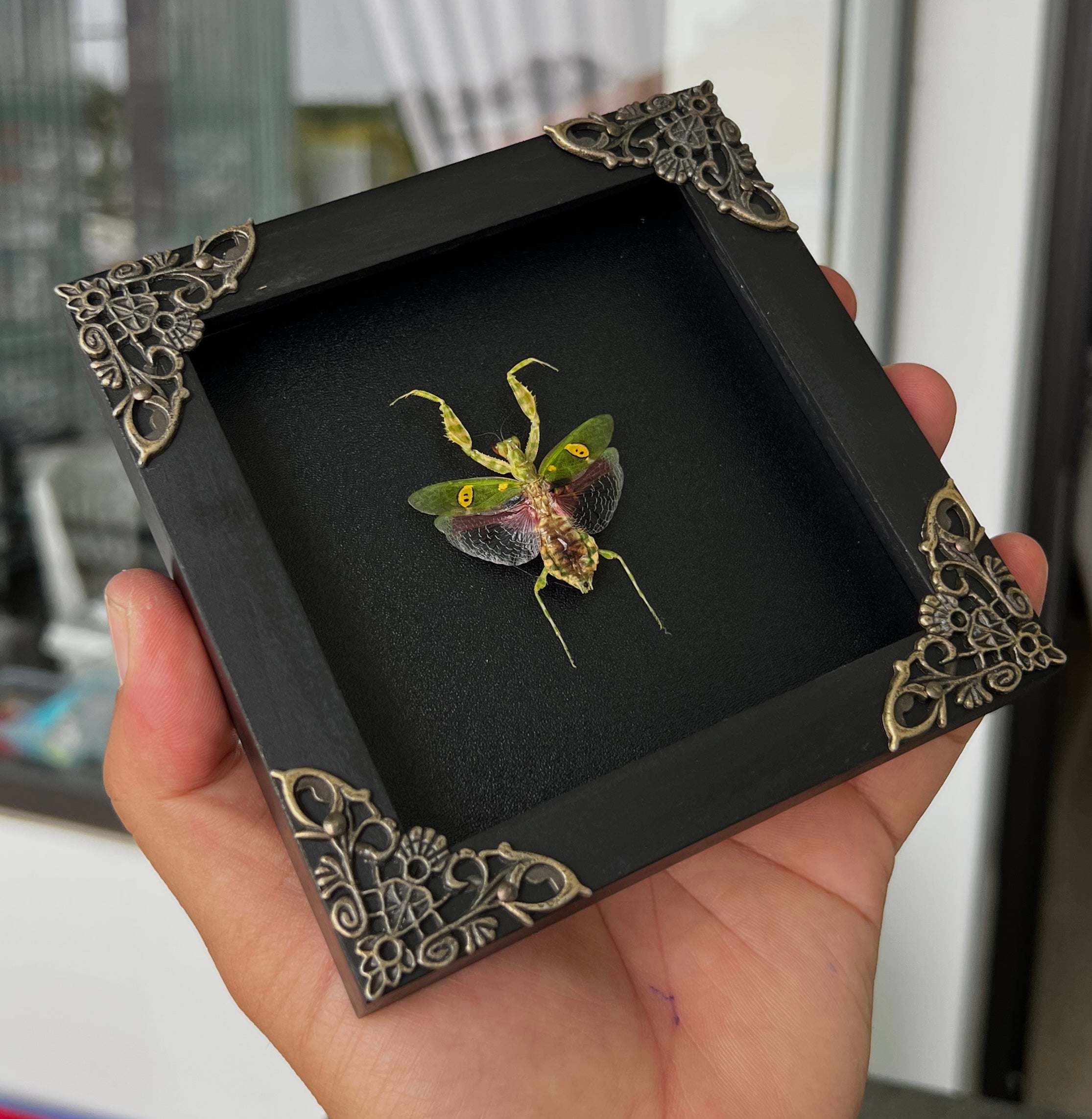 Real Framed Mantis Creobroter Black Wooden Specimen Oddities Taxidermy K12-62-DE