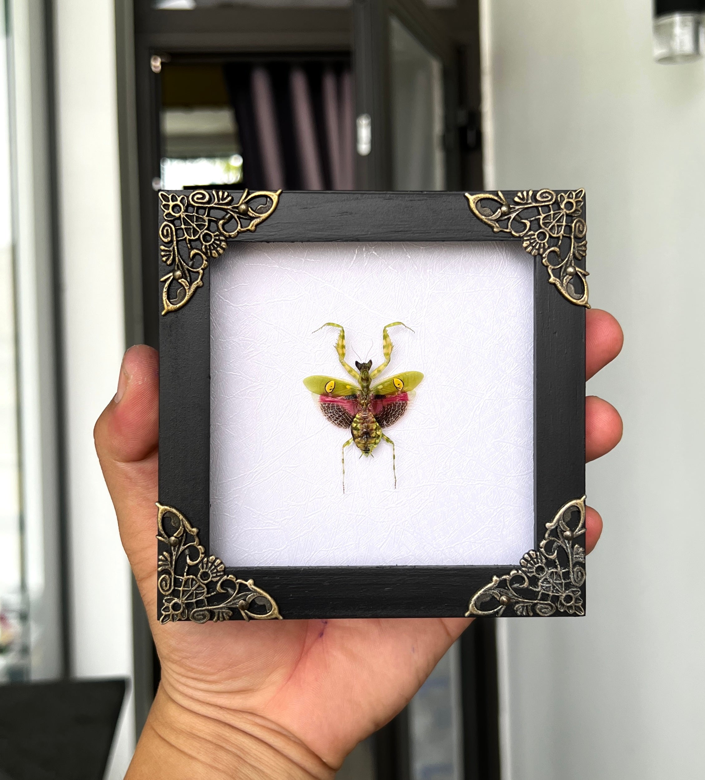 Real Framed Mantis Creobroter White Wooden Specimen Oddities Taxidermy K12-62-TR