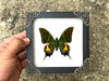 Real Green Butterfly Wooden White Frame Dried Insect Specimens Taxidermy K14-20-TR
