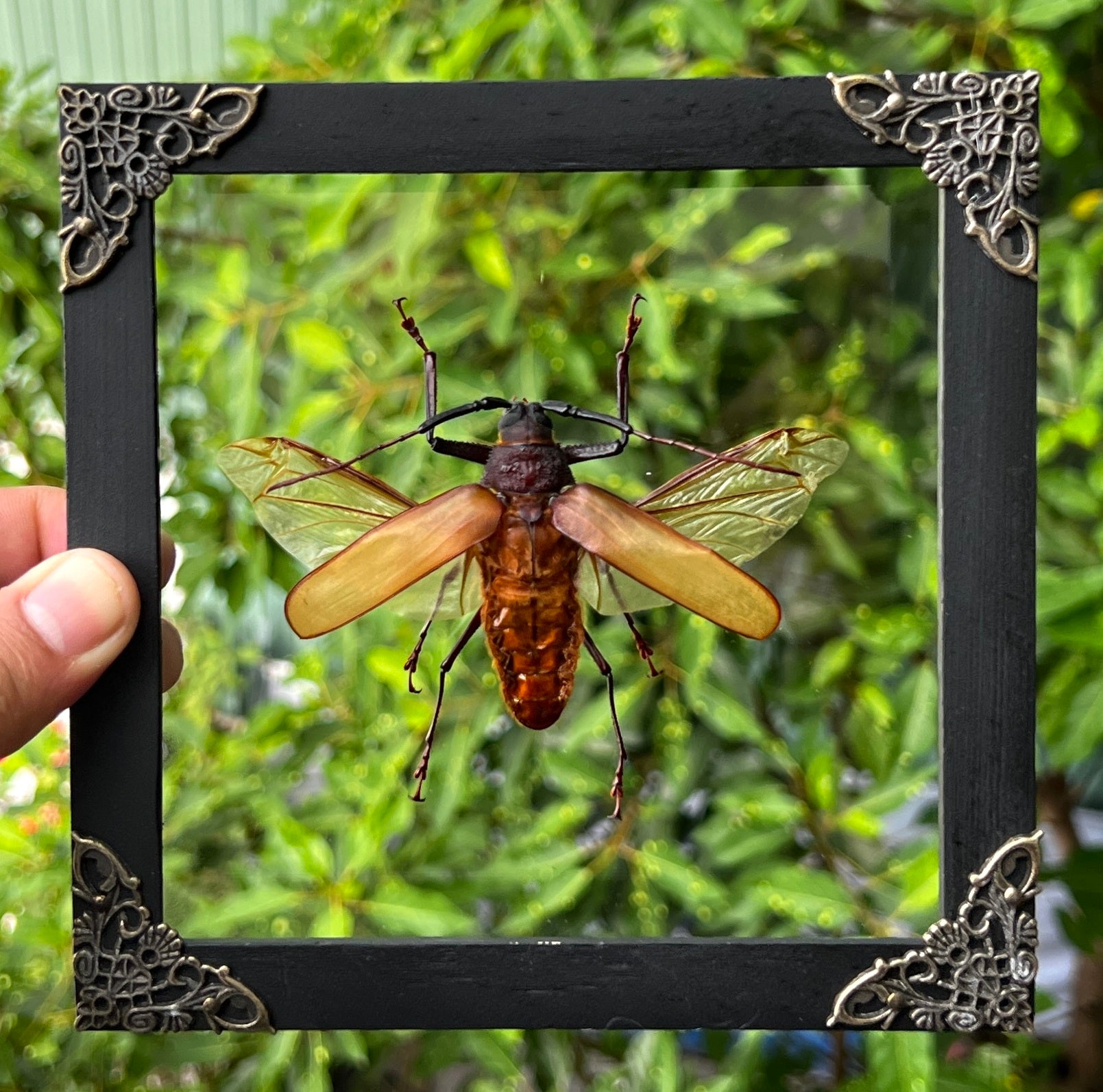 Real Framed Cerambycidae Giant Beetle Glass Wooden Shadow Box Oddities Taxidermy K16-64-KINH