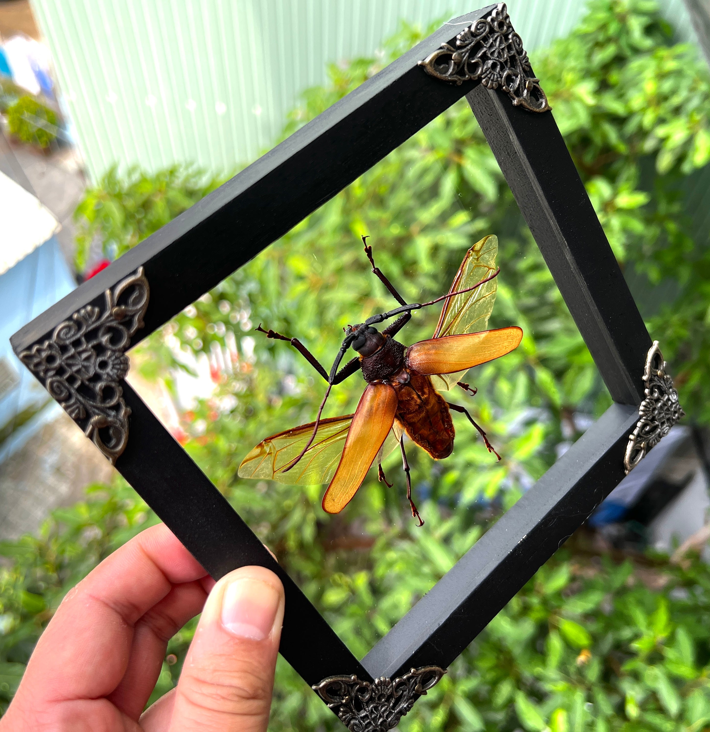 Real Framed Cerambycidae Giant Beetle Glass Wooden Shadow Box Oddities Taxidermy K16-64-KINH